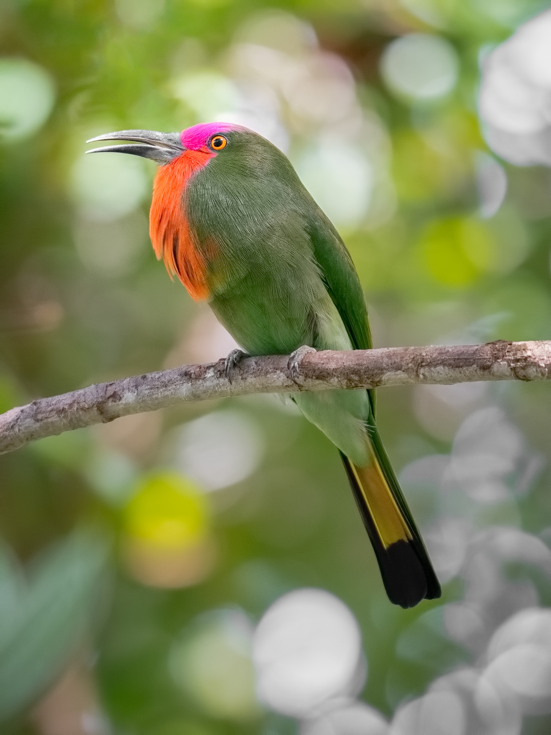 Red Bearded Bee Eater 