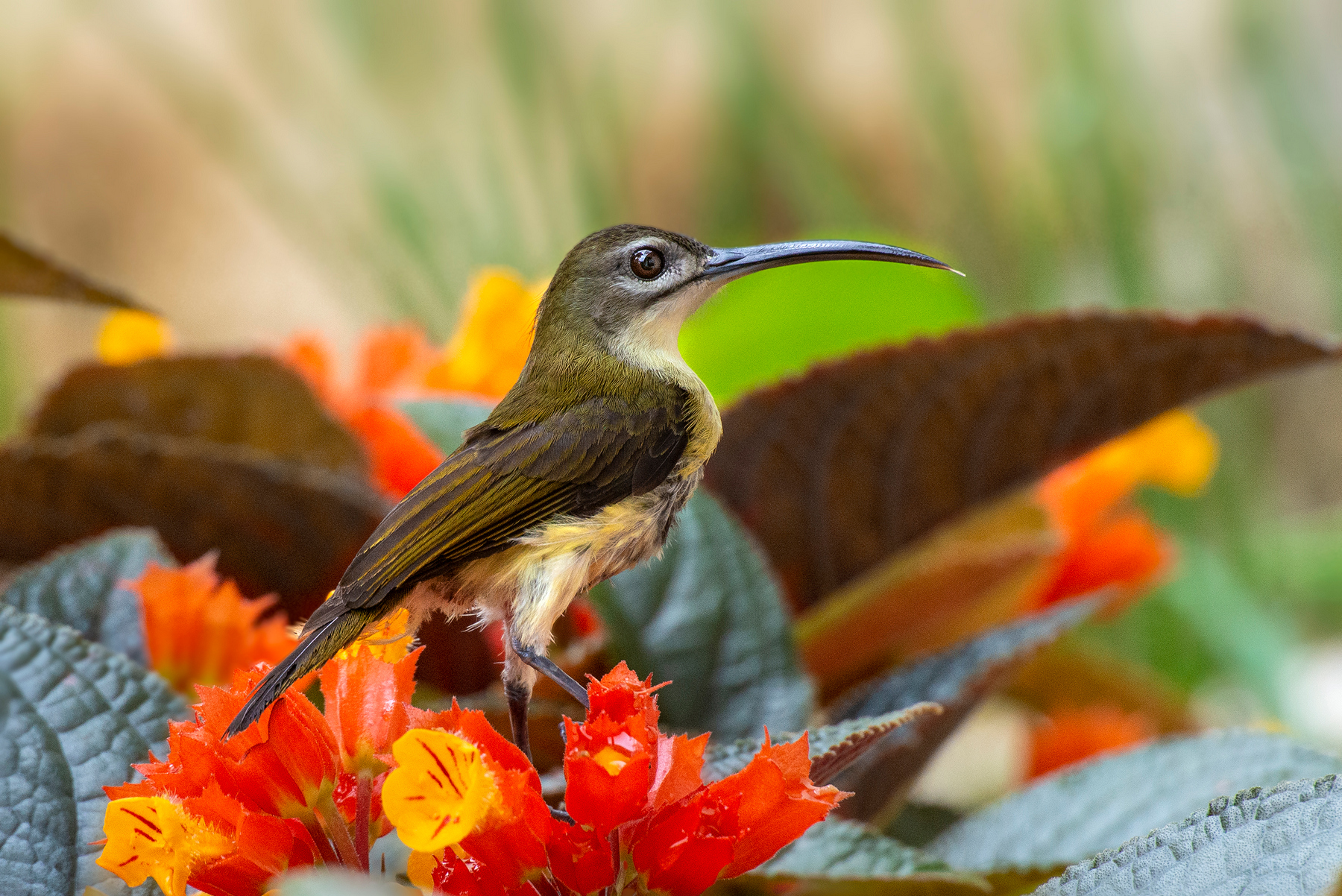 A Beautiful Sunbird