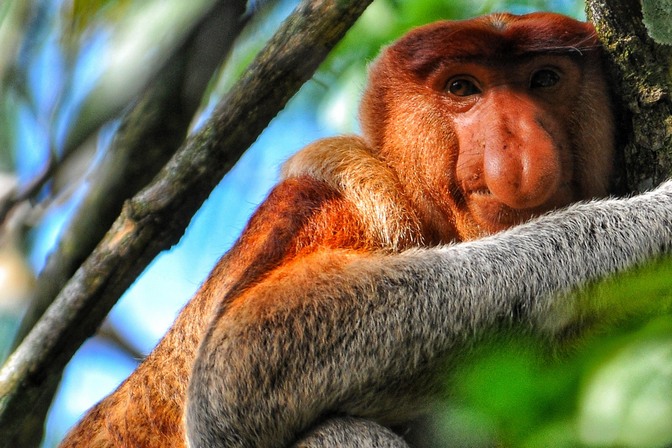 A Proboscis monkey stares into the camera.