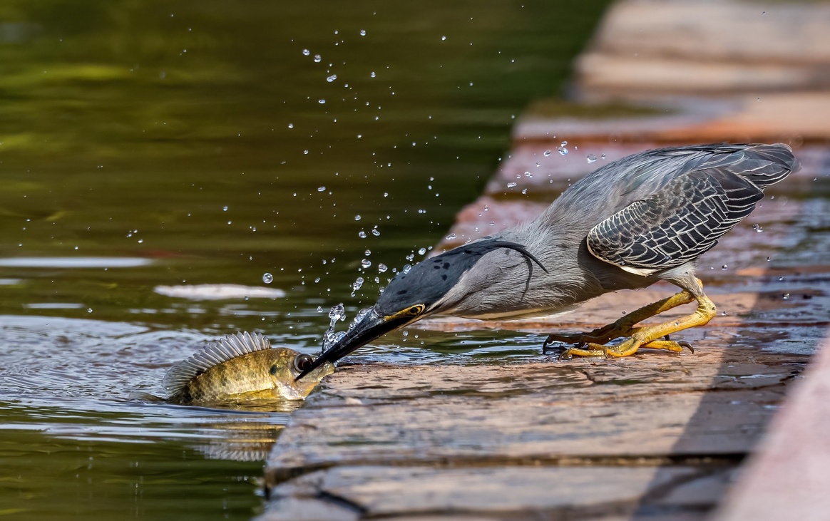 A Heron catching its prey by using breadcrumbs as bread.