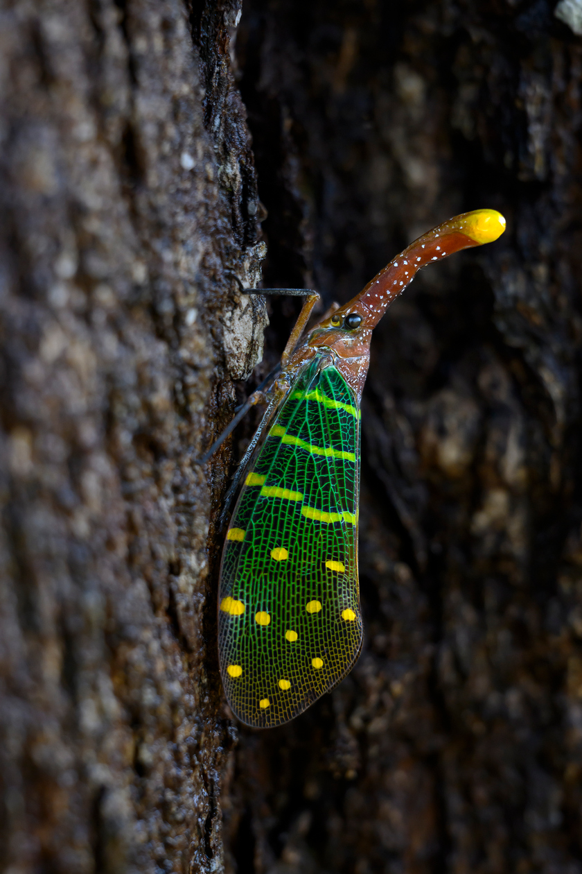 A planthopper spotted at Sarikei.