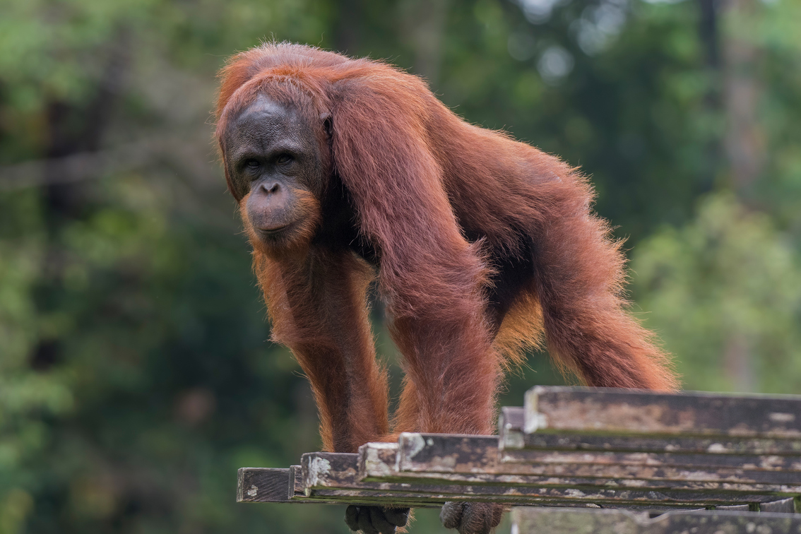 An Orangutan spotted at the Matang Wildlife Center.