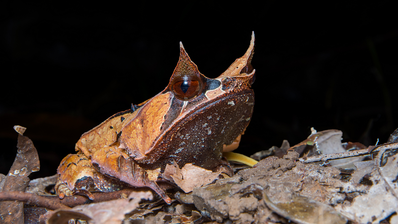 A frog camouflaging as a leaf at the Kubah National Park.